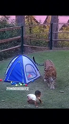 Cat saves child from leopard in India 🐆#cat #leopard #save #child #shorts