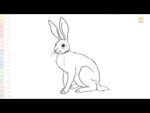 Hare drawings easy | Bunny drawing sketches | How to draw A Hare step by step simply | #artjanag