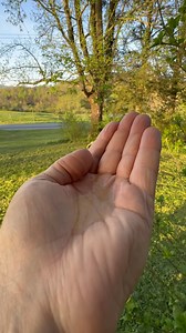 Male Ruby-throated hummingbird | Daniel Hipp