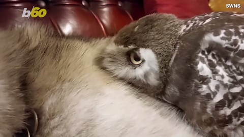 Meet the Amazing Dog That Has Taken an Owl Under His Wing