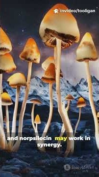 Why Whole Mushrooms Hit Different (It’s Not Just Psilocybin)