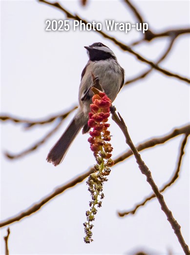 2025 was the year that I bought a camera and got into birds. It's allowed me to meet some amazing people, to do some good things for my community, and to connect with myself and the world around me in a way that I had never imagined. Good decision. Make your resolution for 2026 to become a birder. #birding #birds #birdwatching #nature #wildlifephotography