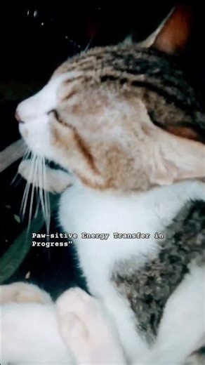 #cutecat #catlovers #kitten #animals