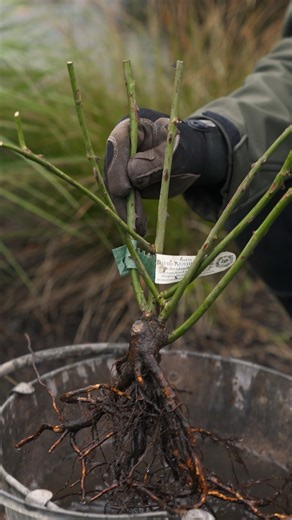 Planting bare root roses is just as easy as planting a potted rose. 🌹 In this short video, one of our rose experts will guide you through planting a bare root shrub rose into the ground, step by step! If you’ve received your roses and aren’t quite ready to plant them, there's no need to worry. They can remain sealed in the packaging they arrive in for up to two weeks, as long as they are stored in a cool, dry and frost free place like a shed or garage. However, when you are ready to get stuck i