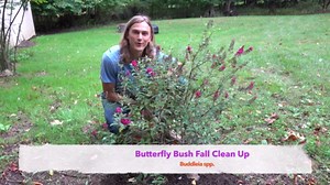 Butterfly bush fall pruning cleanup, deadheading & care (Buddleia spp. Buddleja)