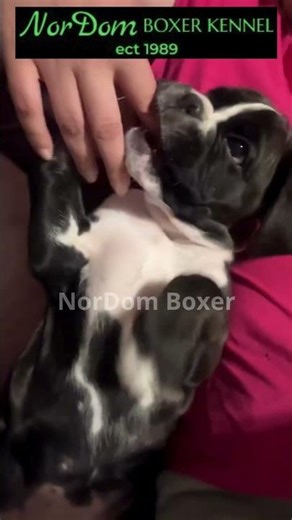 The sofa was taken by storm by the cutest puppy in the world | Nordom German Boxers Kennel