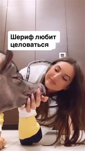 And the pig is actually an affectionate animal.