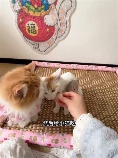 How to Brush Your Cat's Teeth Without a Fight