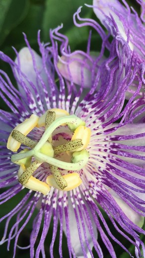 11 reactions | Passionflower (Passiflora incarnata) is a beautiful...