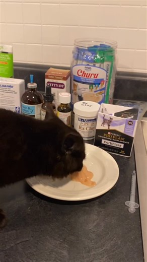 Barb, Kitten Mom on Instagram: "Update on Gibbs’ progress. In the video I say he “arrived with nausea and vomiting”; I meant to say he arrived with diarrhea and vomiting. So much diarrhea!! He weighed 1.78 pounds when he came and tonight he tips the scales at 2.84. For the first 48 hours Gibbs was getting subQ fluids every 12 hours plus on a diet of homemade chicken paté, plain Greek yogurt and pumpkin purée until his 💩 firmed up some. A week ago he discovered toys and he hasn’t stopped playing