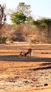 teamwork of foxes as they hunt a gazelle! 力煉 #WildlifeHunt #FoxesVsGazelle #NatureInAction #SavannahChase #PredatorProwess | Bigbarcodeinteriodeco&units | Facebook