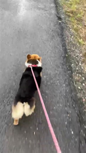 Sound On! 音出して聞いて！散歩中ずっと文句を言う犬😂My Dog Complains The Entire Walk😂산책 내내 불평하는 강아지 #cute#コーギー