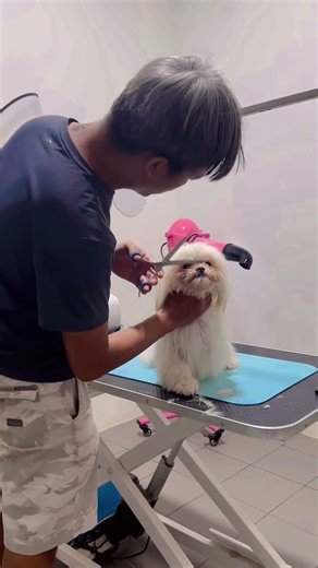 #pets #snuggly #puppy #speakpug #americanbully #englishtraining #pitbull #yourcommunication