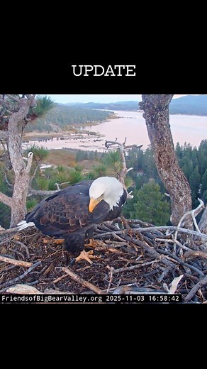 66K views · 1.5K reactions | Nest Update Jackie & Shadow - BBV Season 2025-26 #BigBearEagles #NatureWatch #eagles #baldeagle #EaglesNation #FOBBV #everyonefollowers #highlights #everyonehighlights #everyonefollowers #everyoneactive #NestUpdate #wildlife #Update  Courtesy of FOBBV | Nature & Wildlife | Facebook