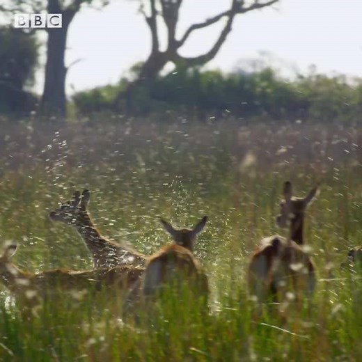 51K views · 1.2K reactions | Jump into all your favorite natural history shows, like Planet Earth II, now streaming on discovery+! Start watching here --> https://bit.ly/35Ve5rm #discoveryplus | Discovery | Facebook