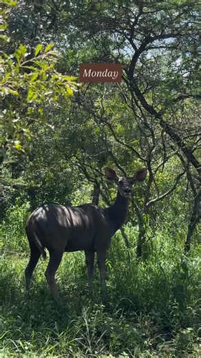 A week at Duiker Game Lodge ✨ Trade your routine of traffic and emails for the sunsets, wildlife, and open skies of Hluhluwe  Ready to book your own safari escape? Click the link in our bio or contact us to reserve your stay ✉️ admin@duikergamelodge.co.za  082 485 8281 #duikergamelodge #safariescape #hluhluwe #kzngamereserve #kzntravel #safariaccommodation #luxurytravel | Duiker Game Lodge | Facebook
