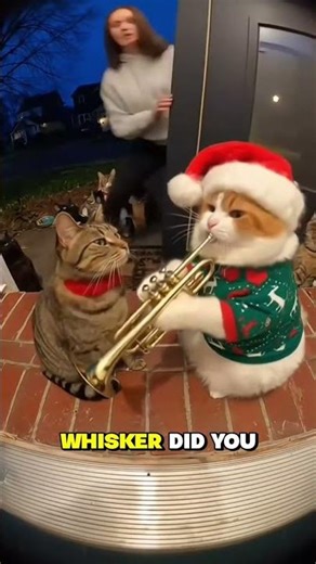 Cat playing trumpet pro #soralife #funnycat #funny #military #catvideos