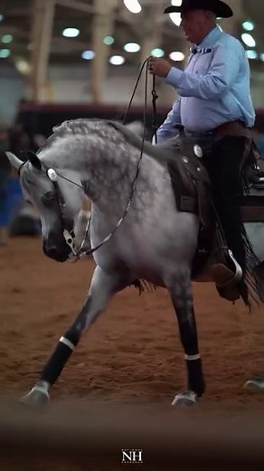 🔥 A grey stallion unlike any other: Arslan Aljassimya. Multi-National Champion; breeding inquiries welcome. Owned by MLM Arabians. Video promotion now available as part of the National Horseman Breeder’s Guide Package for stallions. Contact your rep for more info. Arabian Horses | Arabian Stallion | Breeders Guide | National Horseman #nharabian #arabianhorsesofinstagram | National Horseman Arabian
