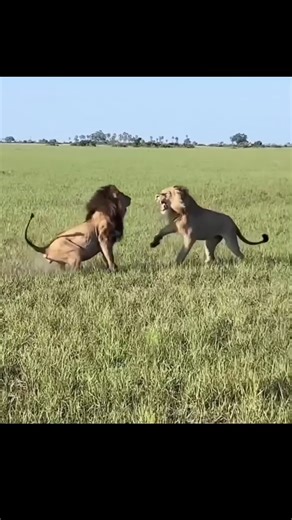 Most Powerful Lion In The World By info wild news