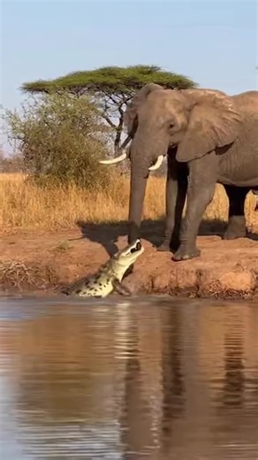 Elephant Attempts to Drink Water, Crocodile Surprises!