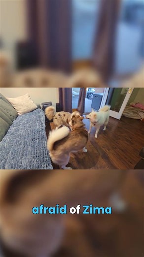 Brave Little Aussie Puppy Playing With Massive Huskies #puppies #dogs #adorable