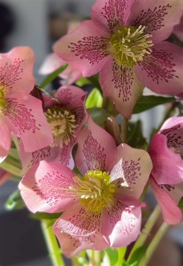 One of the most stunning winter flowers that I always find in the discount rack at Lowe’s after the season is over. I always try and add a plant every season to my garden because they’re just so stunning.