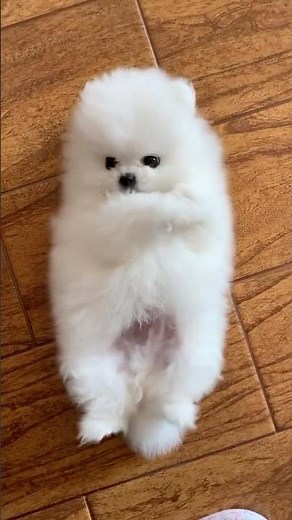 Pomeranian Puppy