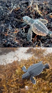 128 reactions | Green  Loggerhead Hatchlings Florida’s two most...
