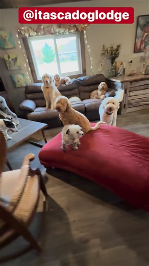 1.4K views · 60 reactions | Tuesday Daycare At Itasca Dog Lodge Does your dog want to come play? #bestofthebest #wherethedogsgo Itasca Dog Lodge | Itasca Dog Lodge | Facebook