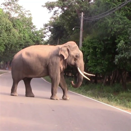 Beautiful tusk elephant coming along the main road #elephant
