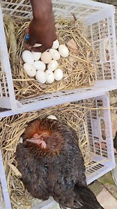 Chicken Egg Hatching Naturally with Hen | Day 1–21 Complete Timeline 🐔🥚🐣 backyard chickens egg hatching, broody hen, egg incubator chicks for sale, chicken hatchery, | Animals Life