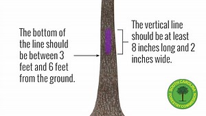 Purple paint on tree replaces no trespassing sign in South Carolina