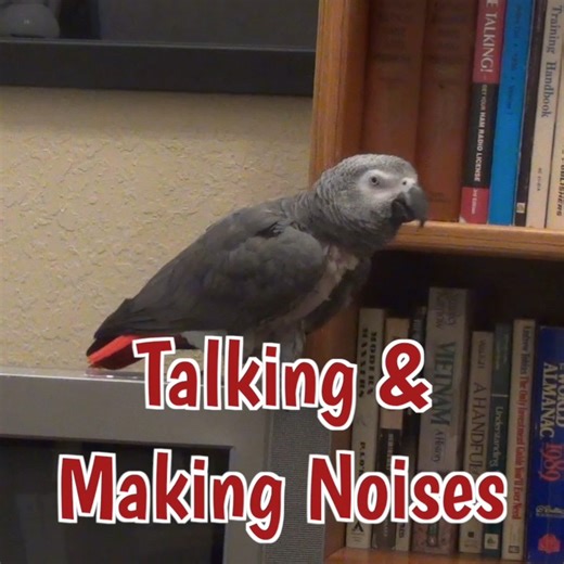 10K views · 855 reactions | Einstein, our hilarious African Grey parrot, is back with another round of chatter, silliness, and surprising sounds! From whistling Andy Griffith to calling for cuddles, eating cantaloupe, and making raspberry noises, Einstein’s unique way of talking is full of personality. He mixes sweet phrases with goofy sounds that will make you laugh—and maybe even shake your head at his “oops” moments. | Einstein the Talking Texan Parrot | Facebook