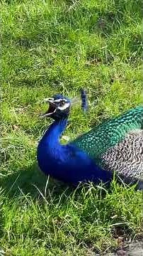 Peacock Nice Voice