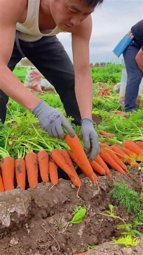 Amaging Farming & Cultivation process #farming #agriculture #harvesting #modernfarming #fruitfarming