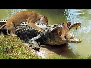 12 Amazing Hunting Moments of Crocodile ! Crocodiles attack anything alive! Wild Animal Documentary