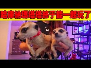 它们终于可以一起玩了，我的车是时候拿去做做一下叻 字幕