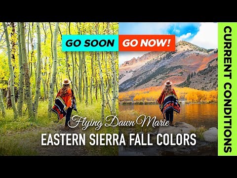 275: Eastern Sierra Fall Colors Report 10/9/24 **GO NOW/GO SOON** (Bishop & Mono Fall Foliage)