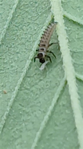 Ladybug larvae eating aphids and pooping on the run@ lol #preadatorbugs #microbialsolutionsbymatt #godsgiftgenetics #RDJBouns #WeGrowBetterTogether #seedsforcharity | Ben Williams