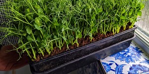 How to grow a forest of pea shoots in just 2 weeks