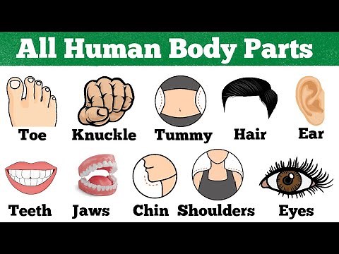 Human Body Parts for Kids | Easy Learning for Beginners | Parts of body
