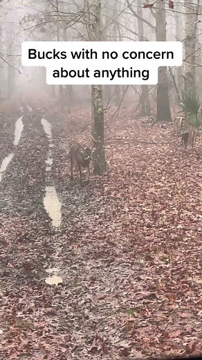 #huntlife #louisiana #hunting #whitetail #deer #goodtime #outdoors