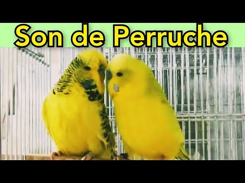 Son de Perruche / Accouplement Perruche Ondulé / Chant perruches / perruche ondulée