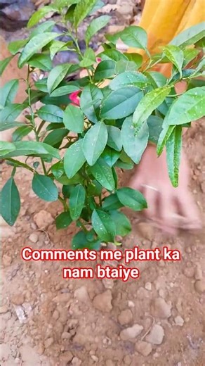 repotting of this beautiful plant #shortvideo #nature #trending #houseplants #viral #plants #garden
