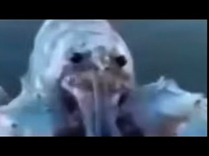 Surprise Blue Lobster Jumpscare (Meme Compilation)