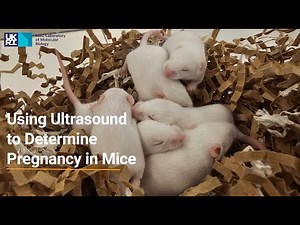 Using Ultrasound to Detect Pregnancy in Mice