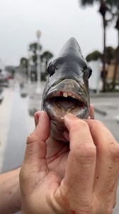 Ugly Fish = Delicious Fish Tacos! We turned these buck teethed Sheepshead into a easy, delicious meal! With the help of the all new, 36 Can Titan Pro Leak Proof Welded Zipperless Cooler from @arcticzone ❄️👊 Tip: I leave my fish inside the cooler overnight on Ice before fileting to firm up the meat, which makes it much easier to fillet. I’ve been testing this cooler for about two months now, and it just released. It’s got to be one of my favorite new products yet! It’s got some amazing features,