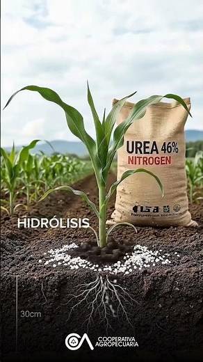 Why is urea lost and how can it be prevented?