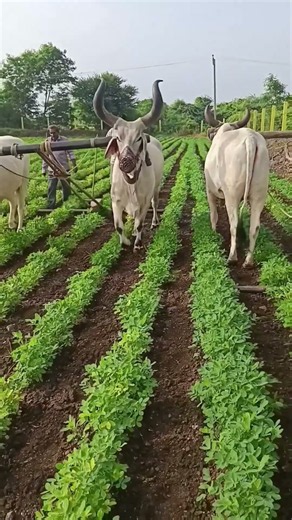 Amazing Dise Jugaad by Farming #Desi #Jugaad #Jugad #Farming#Kheti #Khetibadi #Agriculture #ox