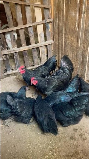 Australorp chickens 🥰 #shorts #ytshorts #trending #youtubeshorts #australorp